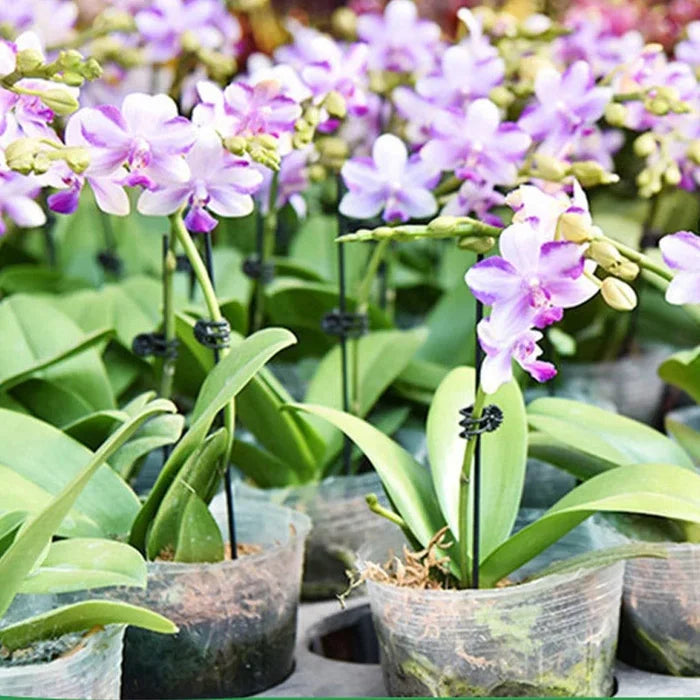 20Pcs Let the plant grow healthily - Plant Clips