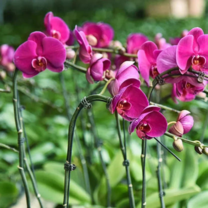 20Pcs Let the plant grow healthily - Plant Clips