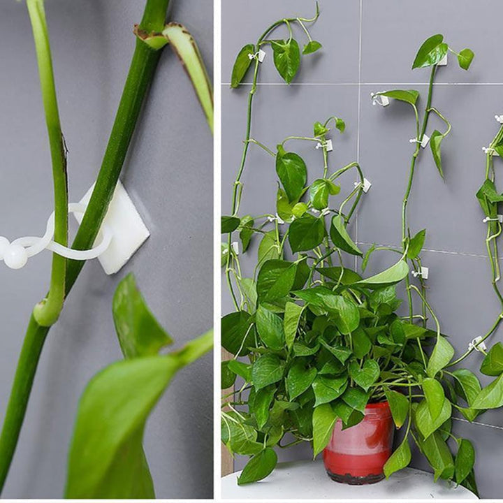 💥Limited Time Offer💥Plant Climbing Wall Clip