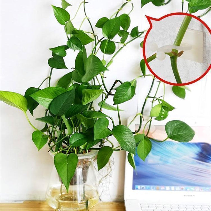 💥Limited Time Offer💥Plant Climbing Wall Clip